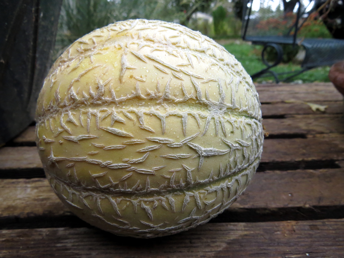 Chimayo melon